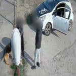 Мъж разби приют в Благоевград, за да си „открадне“ кучето