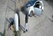 Мъж разби приют в Благоевград, за да си „открадне“ кучето