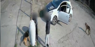 Мъж разби приют в Благоевград, за да си „открадне“ кучето