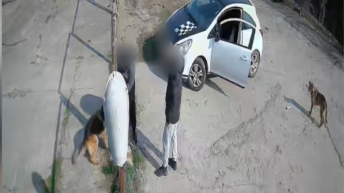 Мъж разби приют в Благоевград, за да си „открадне“ кучето Мъж разби приют в Благоевград, за да си „открадне“ кучето