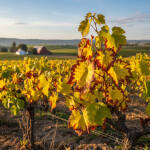 Лозовите масиви