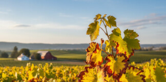 Лозовите масиви