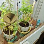 Разкриха малка наркооранжерия в Монтана