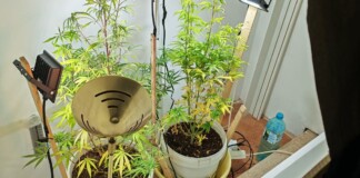 Разкриха малка наркооранжерия в Монтана