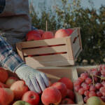 Храната не е отпадък: Европейците изхвърлят по 130 кг храна на човек всяка година Производител на храна