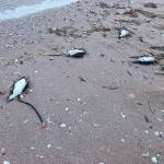 Умрели буревестници, птици