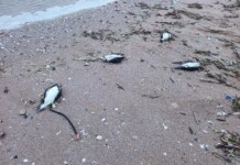 Умрели буревестници, птици