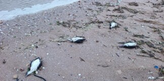 Умрели буревестници, птици