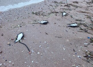 Умрели буревестници, птици