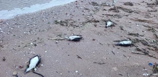 Умрели буревестници, птици