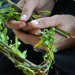 Върбов венец