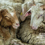 Среща на българските фермери и традиции