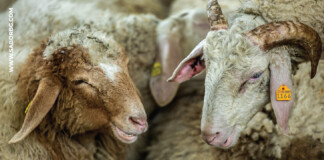 Среща на българските фермери и традиции