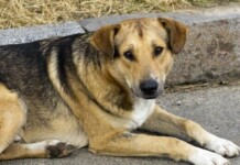 Бездомно куче