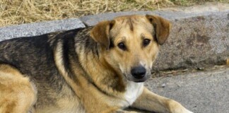 Бездомно куче