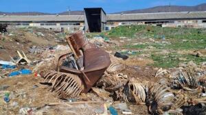 Каква храна слагаме на трапезата за Великден? 2 Кости от животни