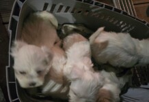 16 породисти кучета в 5 клетки: Разкрит е незаконен превоз на животни в Кресна Кучета