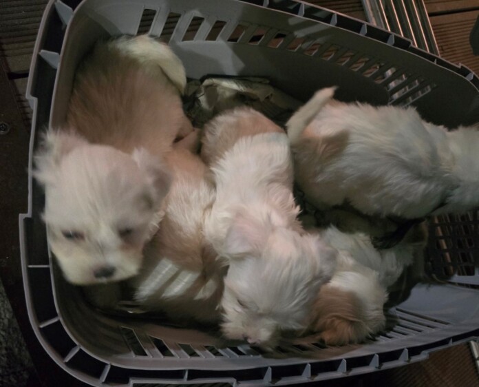 Кучета Кучета