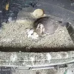 Ловни соколчета