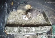 Ловни соколчета