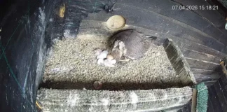 Ловни соколчета