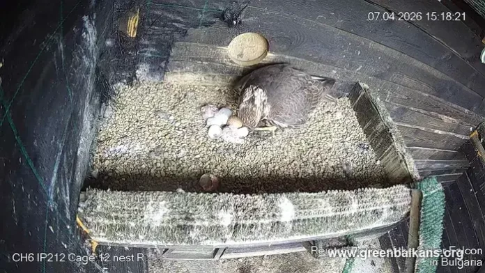 lovni-sokolcheta Ловни соколчета