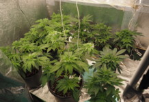 Наркотиците