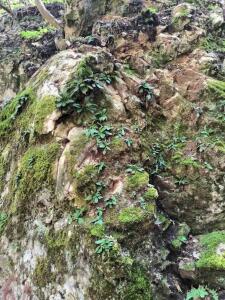 Силиврякът