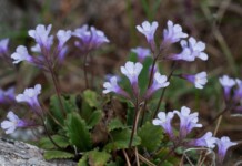 Силиврякът