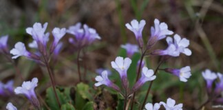 Силиврякът