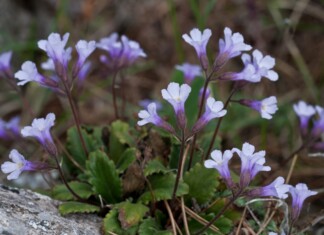 Силиврякът