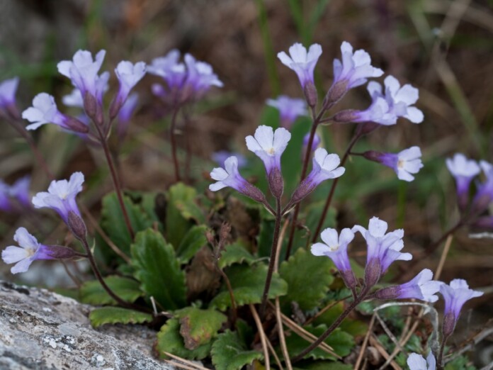 Силиврякът