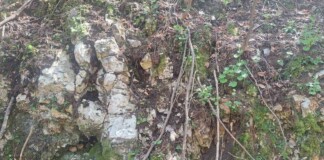 Силиврякът