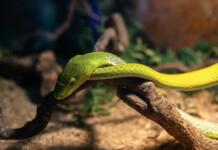 Животинско шоу, иновации и магия: SOFIA ZOO EXPO 2026 завладява София Зоо изложение