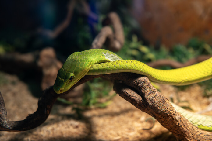 sofia-zoo-expo-2026-8 Зоо изложение