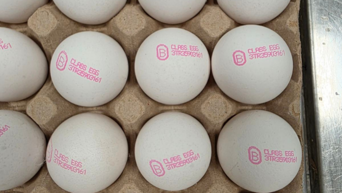 Яйца, БАБХ