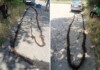 Корени запушиха водопровод към кюстендилско село