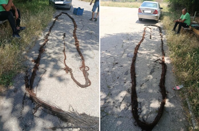 Корени запушиха водопровод към кюстендилско село Корени запушиха водопровод към кюстендилско село