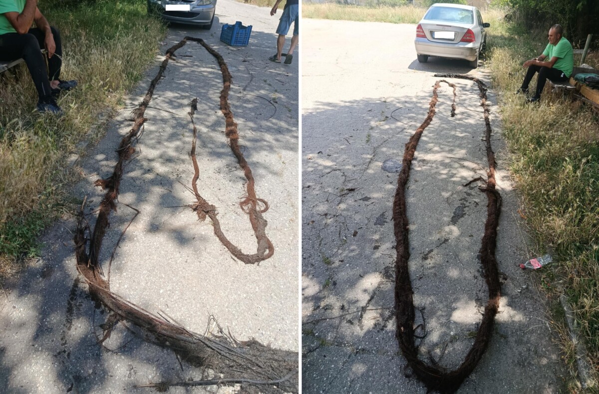 Голямо количество корени бяха премахнати от довеждащ водопровод за с