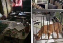 Социалните започват проверка след сигнал за дете и жена в тежки битови условия в столичния квартал „Люлин“ Условия и намереното куче