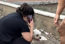 Нападнатото дете и кучето, което впоследствие умира