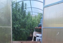 Възрастна двойка от Дания е обитавала имот с 305 конопени растения в Бургаско (СНИМКИ) Оранжерията в Бургаско