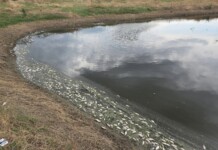Мъртва риба изплува в язовир „Пясъчник“: Започна спешна проверка Мъртва риба изплува в язовир „Пясъчник“: Започна спешна проверка