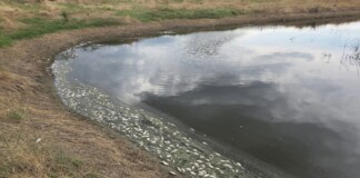 Мъртва риба изплува в язовир „Пясъчник“: Започна спешна проверка