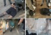 ГДБОП разби високотехнологична лаборатория за фентанил, произвеждала до 10 кг на ден (ВИДЕО)