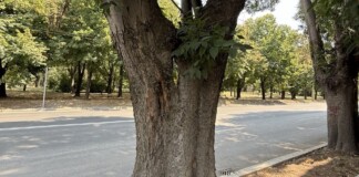 Важно, шофьори! Затварят голям булевард в Русе заради опасни дървета!