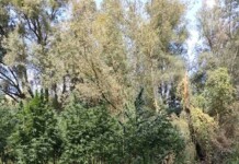 Мащабна операция в Монтанско: Над 130 кг канабис и трима в ареста! Плантацията за канабис