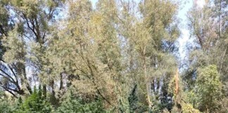 Плантацията за канабис