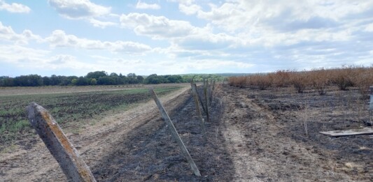 Изгорелите насаждения